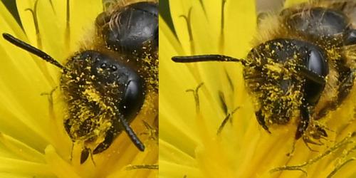 Andrena sp.